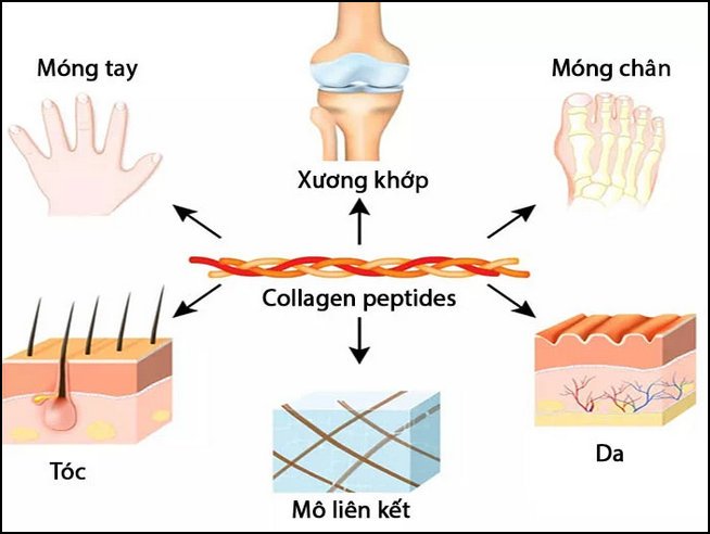 chat collagen la gi co tac dung gi